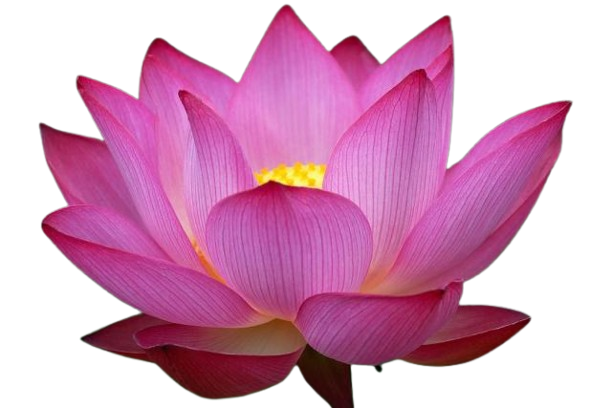 Pink Lotus